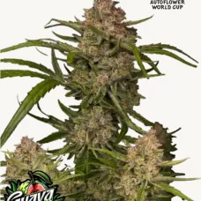 GUAVA Auto™